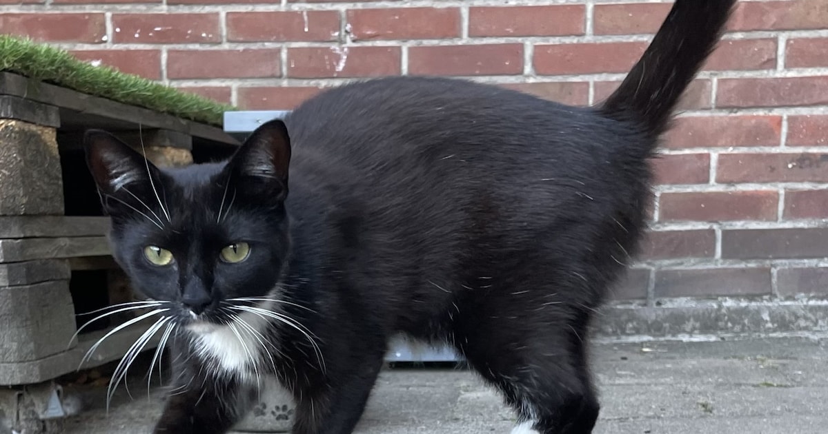 Heb jij Otje gezien? Dit huisdier wordt in Berkelland vermist