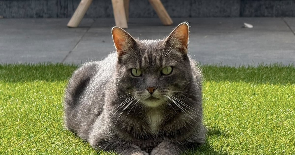 Heb jij Seppa gezien? Dit huisdier wordt in Druten vermist