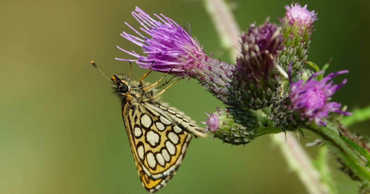 Vlinders en kinderband in Ospel