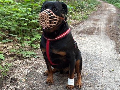 Buurt is bang voor twee rottweilers van de nieuwe buren, baasje reageert: ‘Ik kan er niets aan doen’