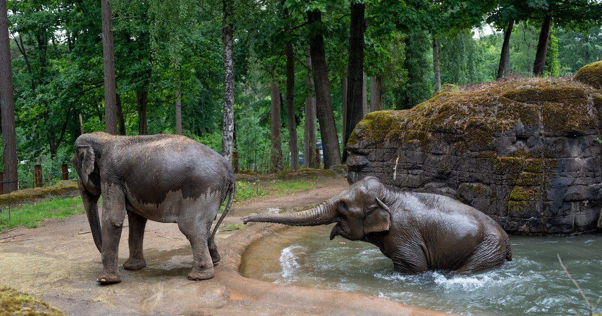 Olifanten in het water en ingevroren kuikens voor de leeuwen: zo koelen ...