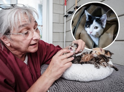 Huiskat Miesje werd mogelijk aangezien voor zwerfkat en belandde bijna in het asiel: komt dat vaker 