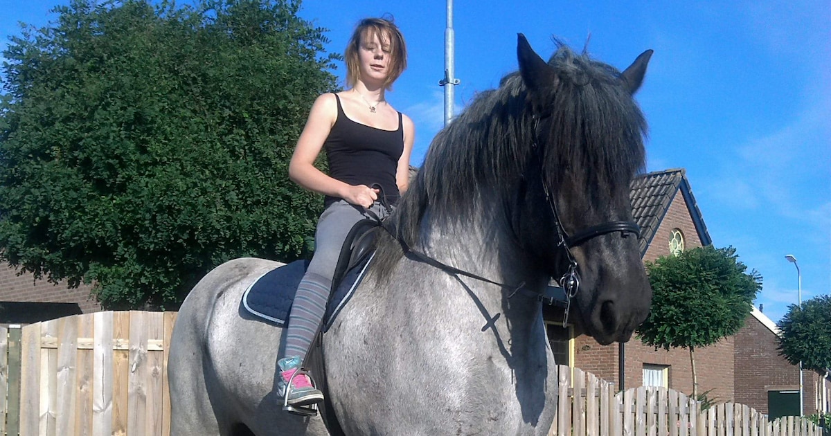 Paard Jim werd in Balgoij toegetakeld, tot de dood aan toe: ‘Het enige ...