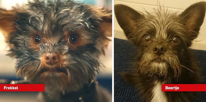 Beertje uit Ede is nu een bekende hond, dankzij Frekkel van de ...
