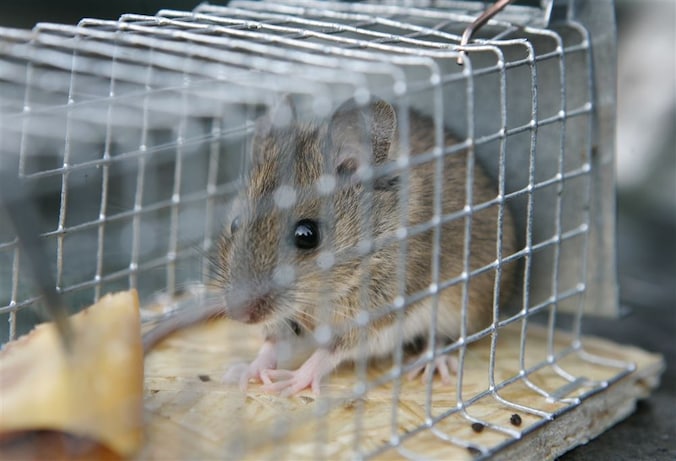 Mijn muizenfobie is reusachtig: ‘Misschien moet je toch eens in ...