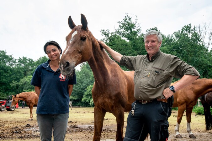 Besmettelijke paardenziekte droes bij Stal Mansour in Arnhem ontdekt ...