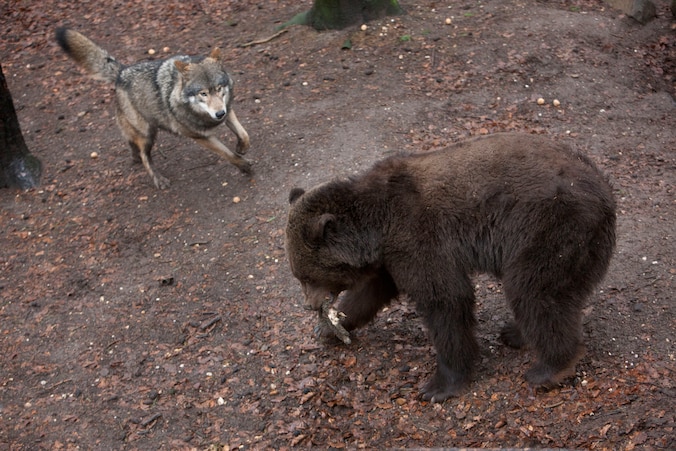 Boze beer doodt wolf in Dierenrijk Nuenen | Regio | De Gelderlander.nl