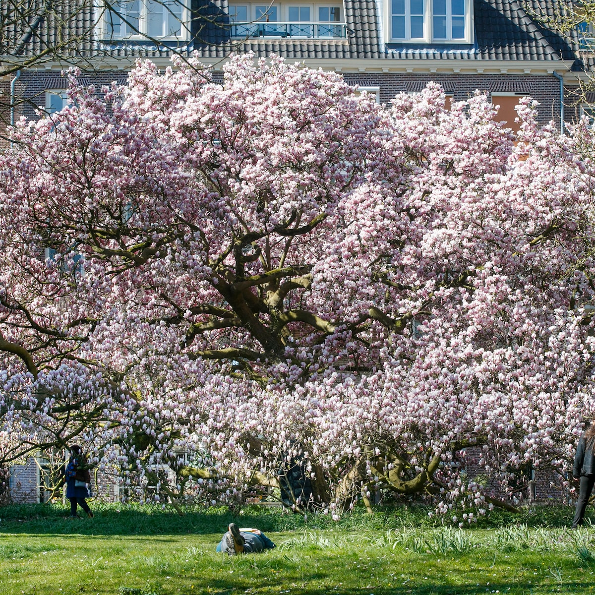KIJK | Bloesempracht XL: 'Grootste magnolia van Nederland' staat