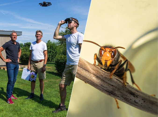 Imkers op jacht naar de Aziatische hoornaar: met drone achter ...