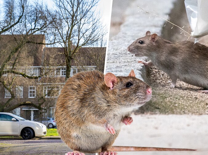 Bruine rat rukt op in Arnhem: hoe bestrijd je deze ongewenste ...