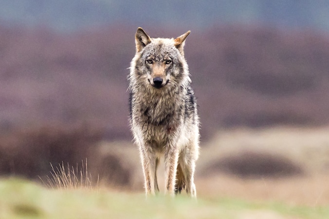 Nederland leunde lui achterover terwijl het wist dat de wolf kwam. Nu ...