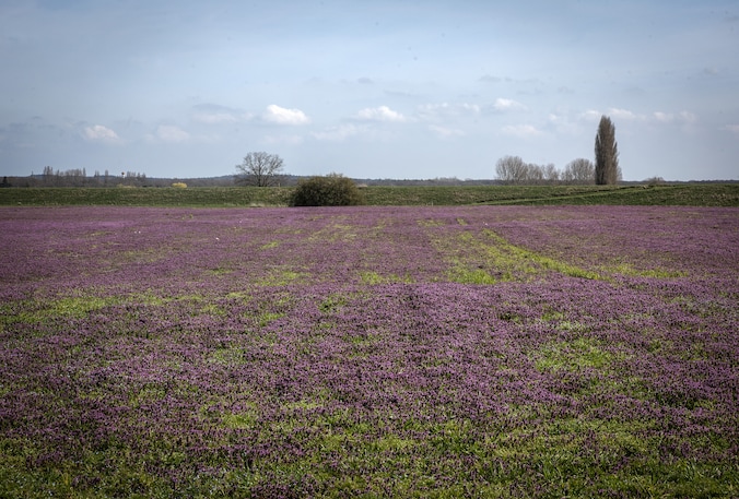 Op de grote stille heide bij Babberich: akker kleurt plots dieppaars ...