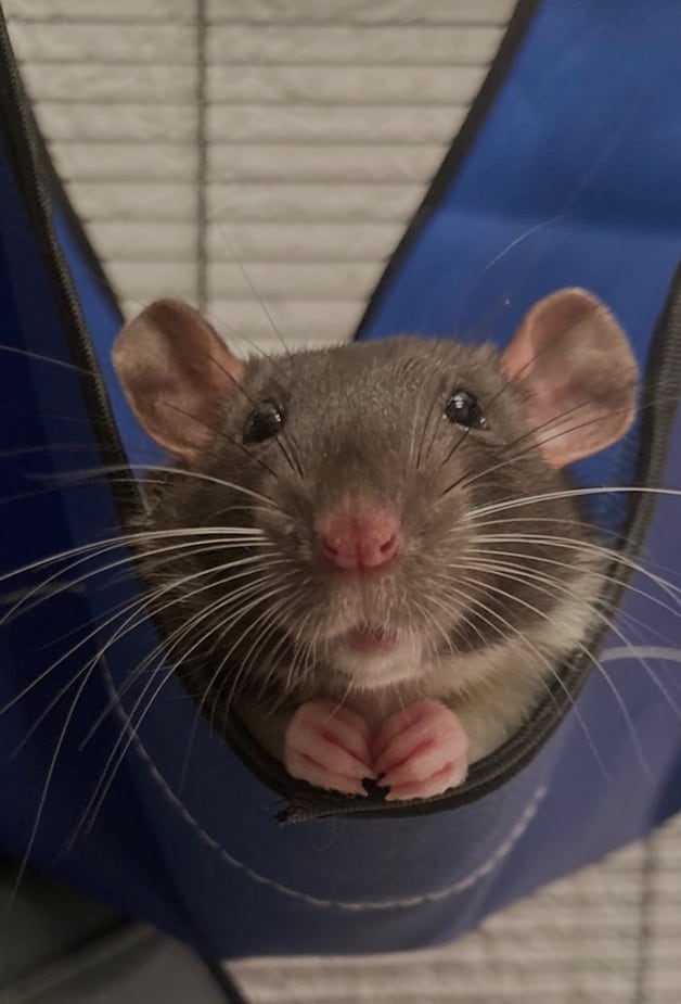 Van theedrinkende rat tot knuffelende cavia: bekijk deze vrolijke foto ...