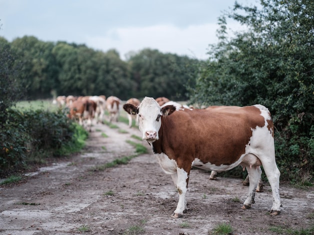 Van koe tot kroeg: melk uit Angerlo straks als kaas en yoghurt achter ...
