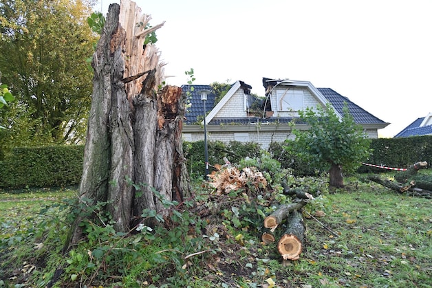 Enorme boom valt op woonwagen in Breda: kinderslaapkamer verwoest ...