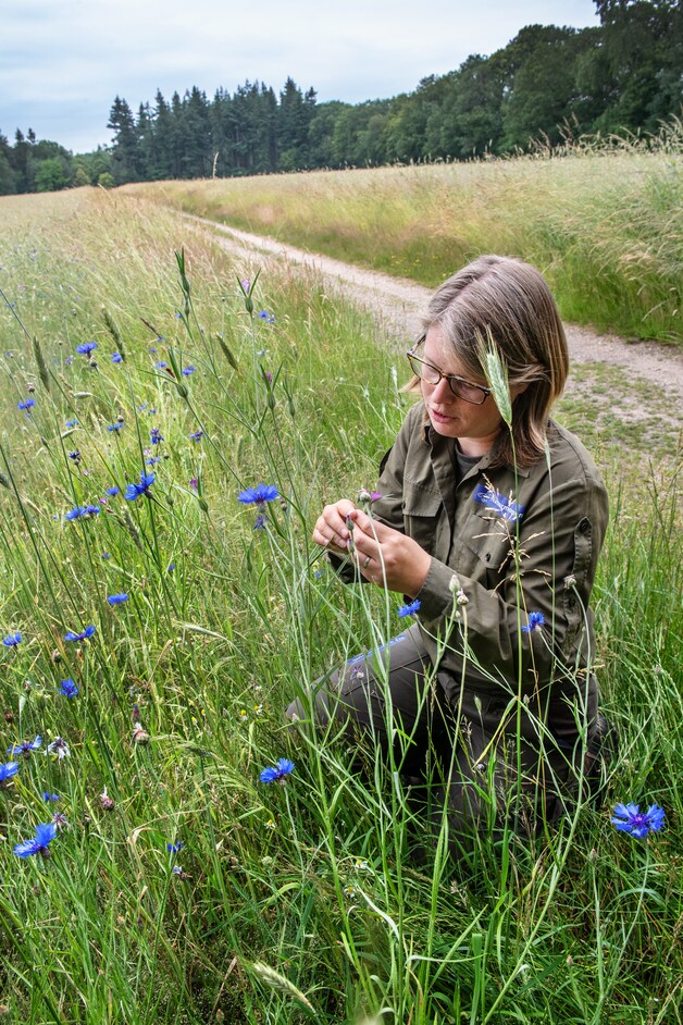 Boswachters starten petitie: red de insecten, maai minder | Regio | De ...