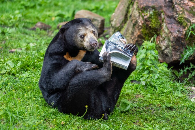 Burgers’ Zoo nadert miljoen bezoekers weer na historisch lage cijfers ...