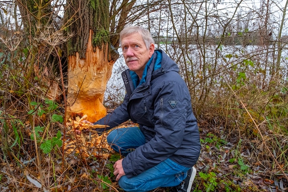 De bever, steeds meer een probleem in Land van Cuijk | Regio | De ...