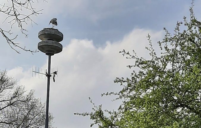 De sirene blijft loeien in Alem: wat doet dat met het ooievaarsnest ...