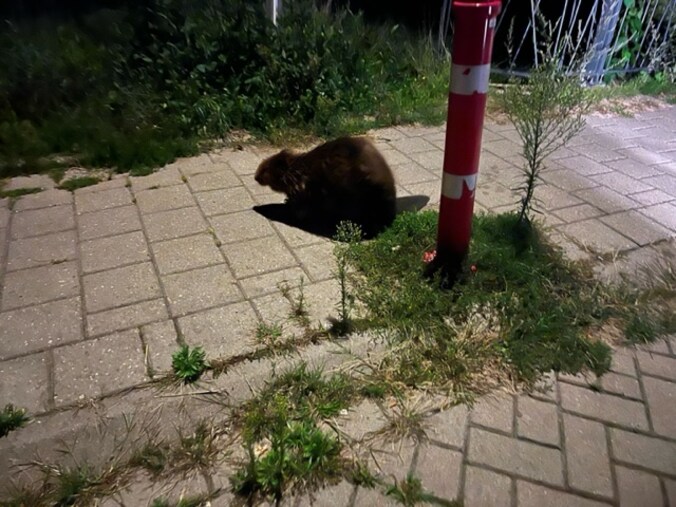 Bever kuiert in nachtelijke uren door Lochem: ‘Nog nooit gezien, en zo ...