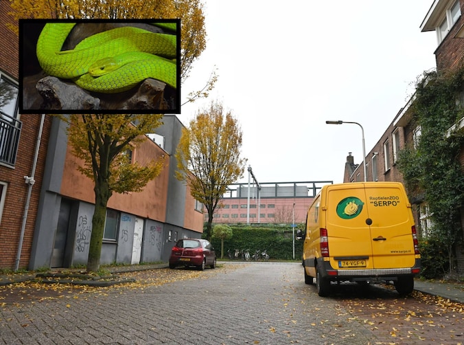 Zoektocht naar zeer giftige slang die ontsnapte uit woning, inzet ...