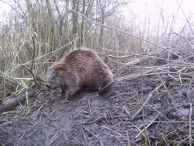 Gravende bever zit verkeer dwars in Park Lingezegen: weg tot nader ...