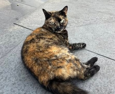 Vermiste stationskat uit Zutphen mogelijk door Arnhemse meegenomen: 'Ze denkt dat het haar kat Beertje was'