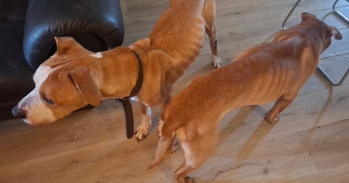 Eigenaren van verwaarloosde of mishandelde honden krijgen hun dieren niet terug van de rechter