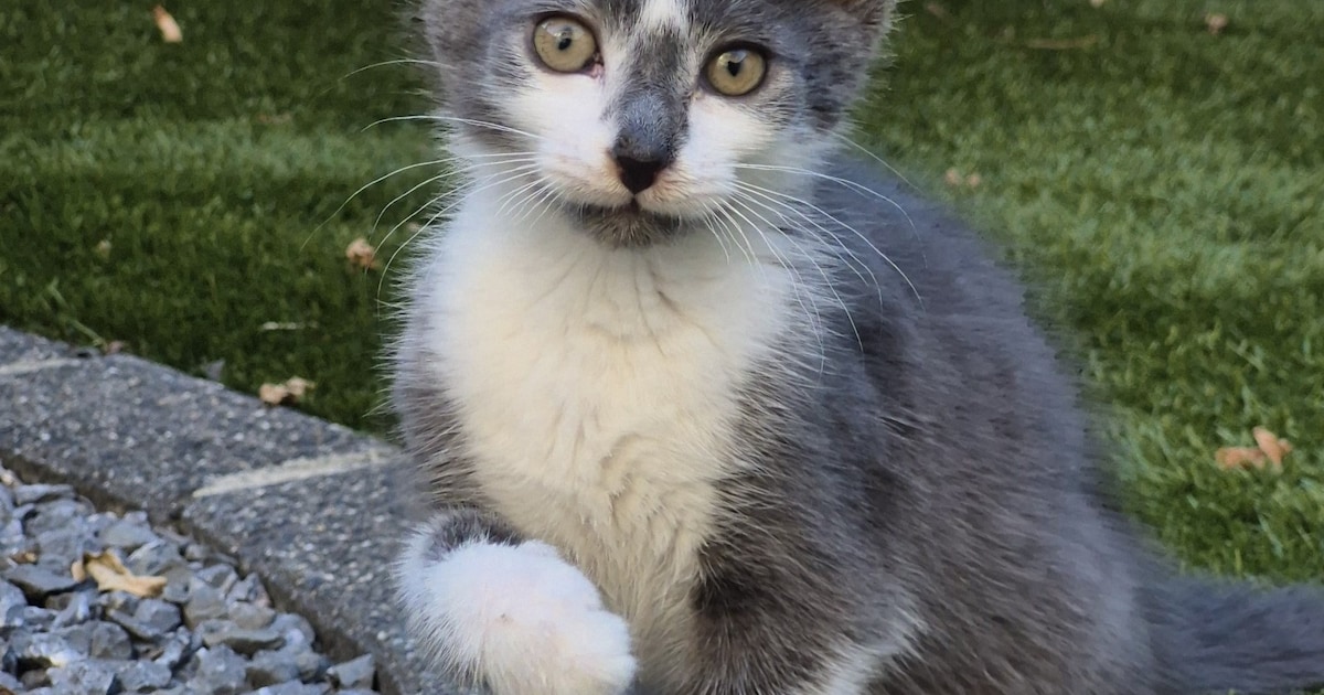 Heb jij Wolfie gezien? Dit huisdier wordt in Horst aan de Maas vermist