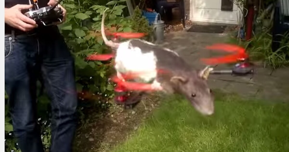 'Ratcopter' van jongen uit Ede trekt de aandacht | De Vallei | De ...