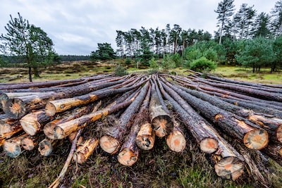 Natuurorganisaties doen aangifte tegen biomassacentrale RWE wegens ten onrechte ontvangen subsidies
