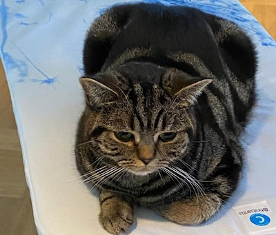Heb jij Pablo of Wolfje gezien? Deze twee huisdieren worden in Culemborg vermist