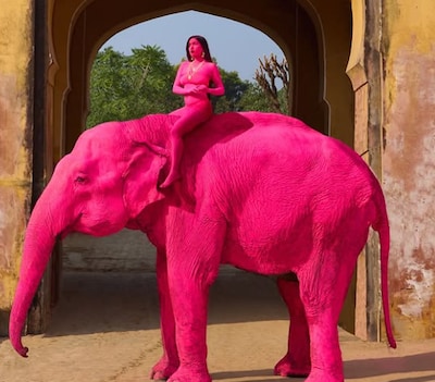 Olifant wordt roze geverfd voor fotoshoot en overlijdt enkele maanden later: dierenorganisaties zijn woedend