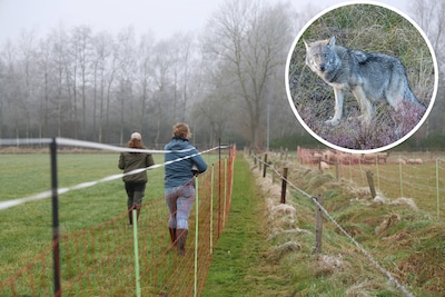 Wolfwerende rasters kostten Overijssel bijna negen ton in drie jaar, maar lijken wel effectief
