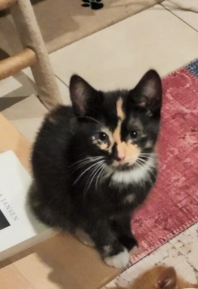 Heb jij Lotje gezien? Dit huisdier wordt in West Maas en Waal vermist
