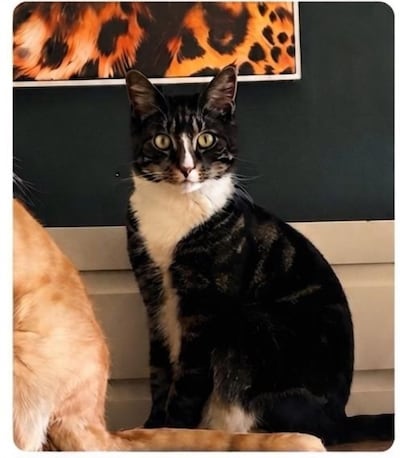 Heb jij Mango gezien? Dit huisdier wordt in Winterswijk vermist