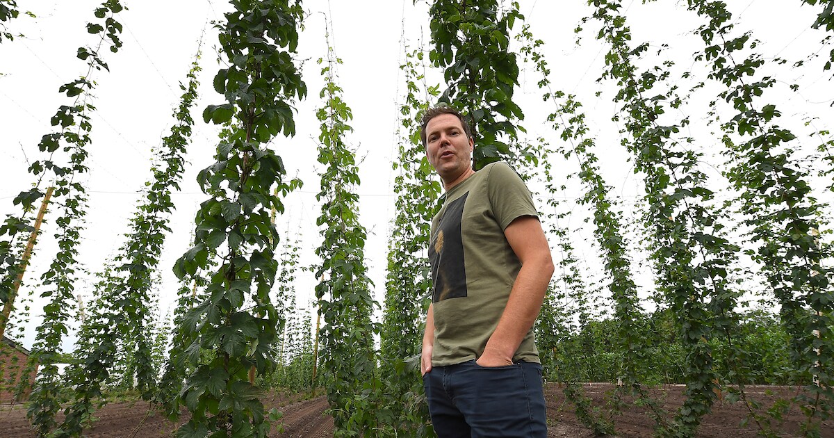 Hoppa! De hop groeit metershoog in Wilbertoord