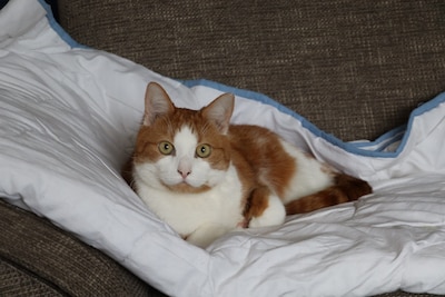 Heb jij Binky of Minoes gezien? Deze twee huisdieren worden in Beuningen vermist