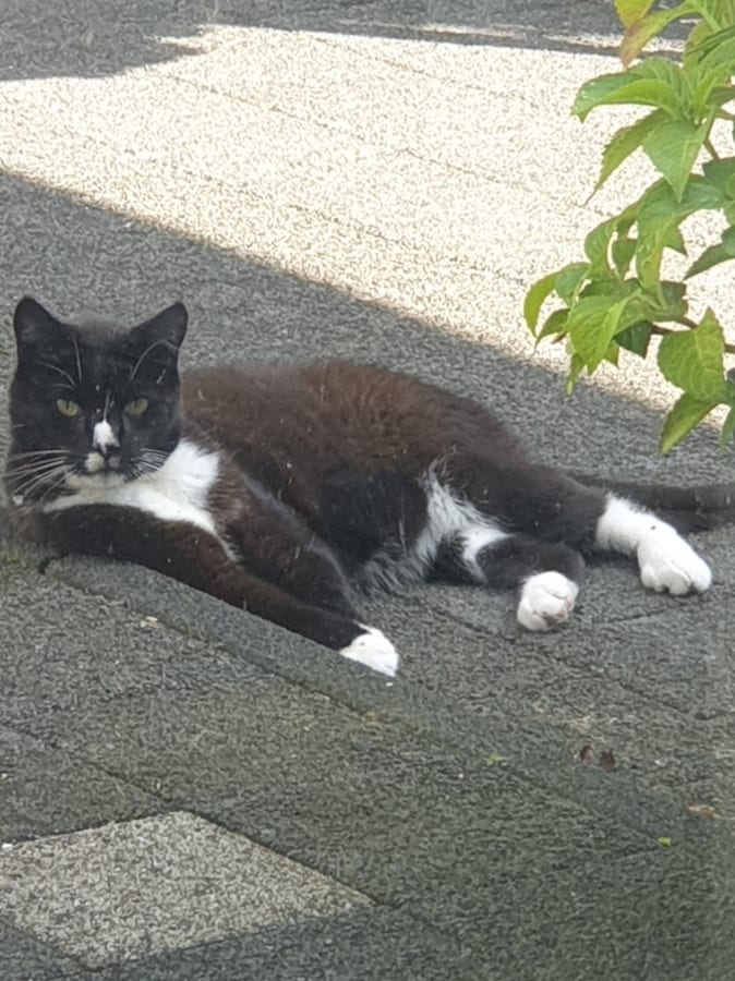 Heb jij Dolfje, Gizmo of Sjakie gezien? Deze drie huisdieren worden in Buren vermist