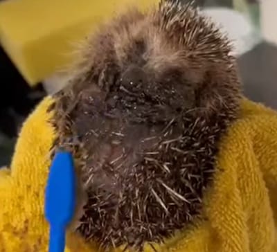 Egeltje Pritt vecht voor zijn leven door lijmplank: ‘Hij was uitgehongerd, onder de maden en helemaa