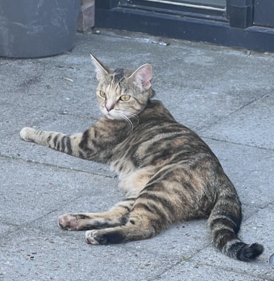 Heb jij Sabi gezien? Dit huisdier wordt in Beuningen vermist