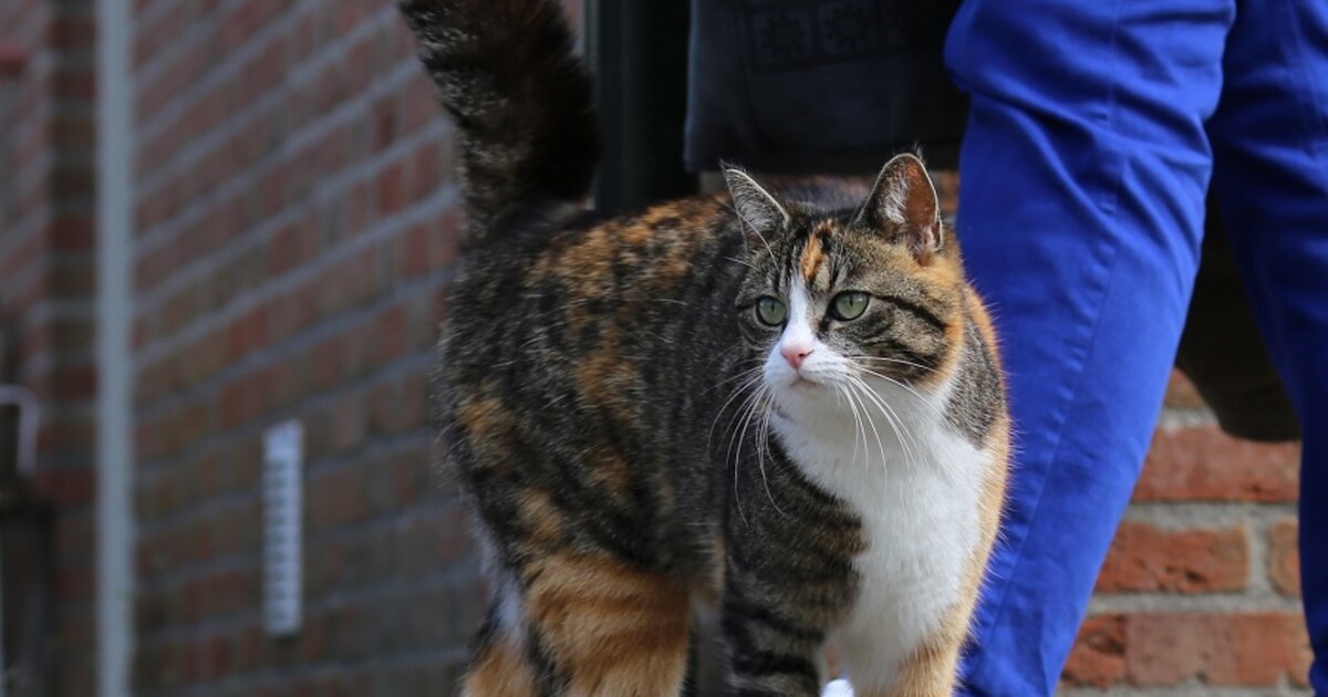 Heb jij Fleur gezien? Dit huisdier wordt in Druten vermist