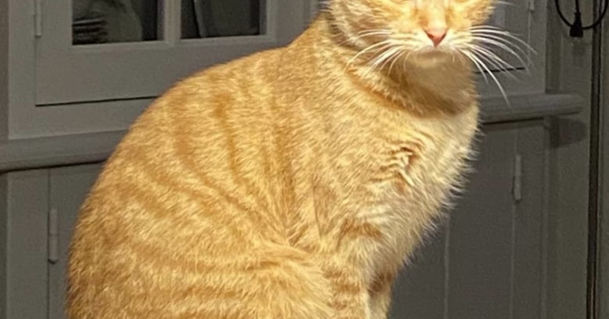 Heb jij Roosje gezien? Dit huisdier wordt in Neder-Betuwe vermist