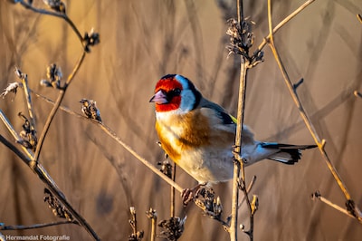 IVN RijnWaal houdt natuurwandeling door Klompenwaard in Doornenburg