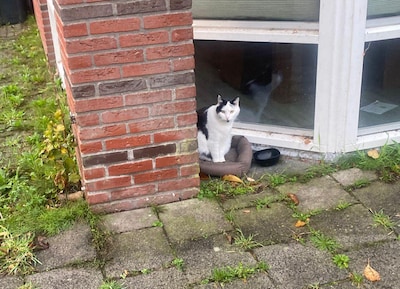 Vermiste Boule bleek geadopteerd door de buren en nu Pablo te heten. ‘Chip je kat,’ aldus Dierenambu