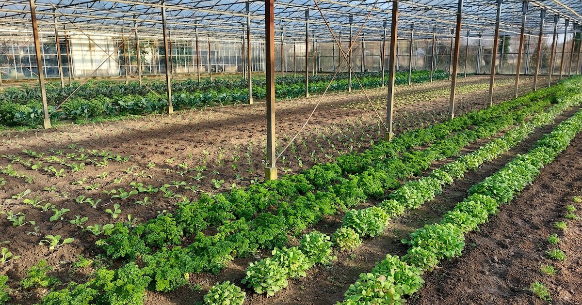 Open dag bij De Groene Schuur in Groessen | Regio | De Gelderlander.nl