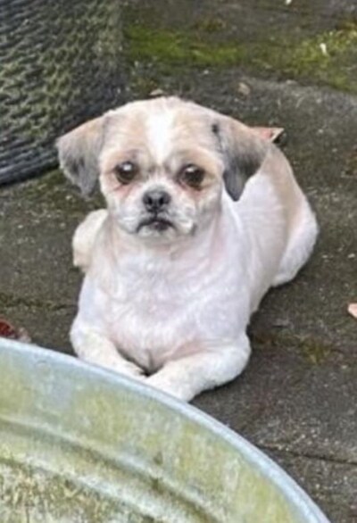 Heb jij Lina gezien? Dit huisdier wordt in Duiven vermist