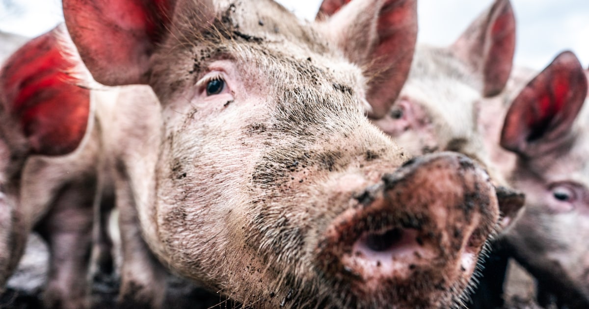 Aantal varkens in Renswoude harder gedaald dan in vergelijkbare gemeenten