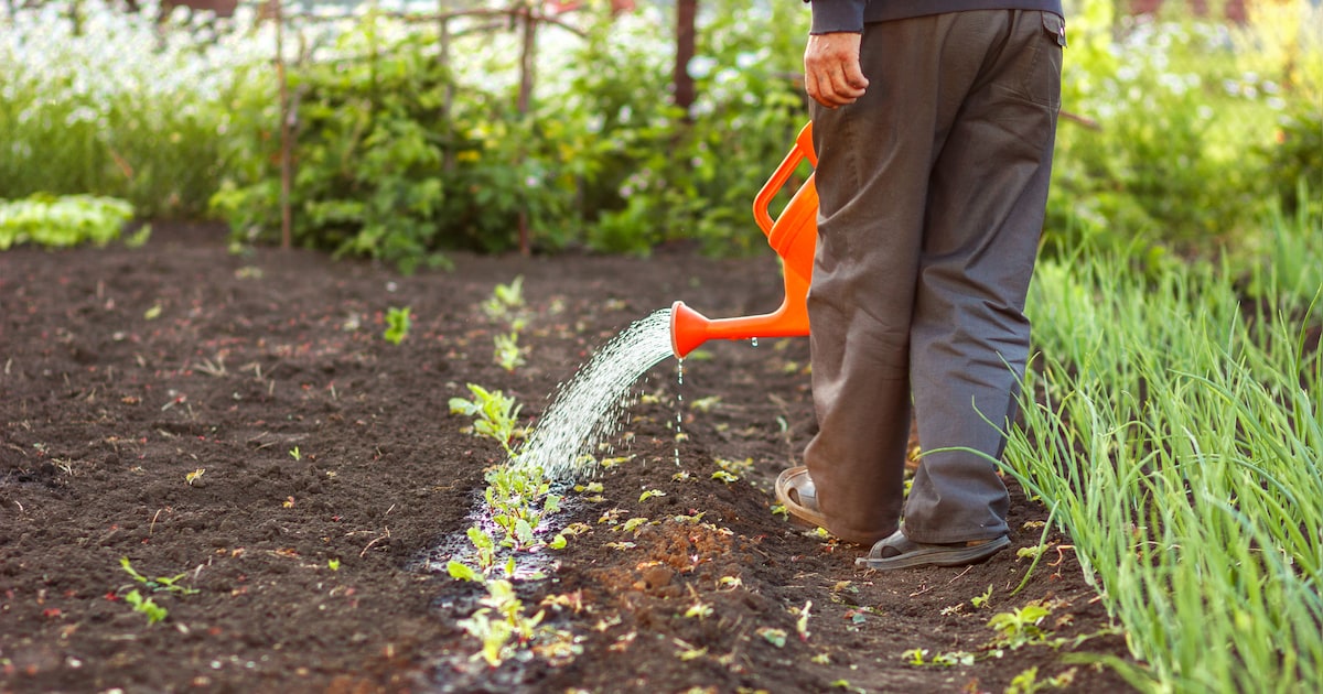Groei & Bloei Aalten houdt plantenruilbeurs in Dinxperlo
