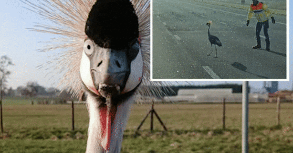 Beroemde kraanvogel wiens maatje werd aangereden op A2 nog steeds in ...